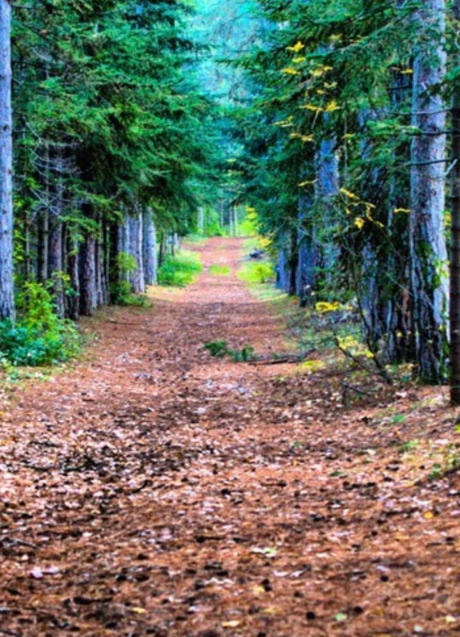 Pineta di monteluco di roio